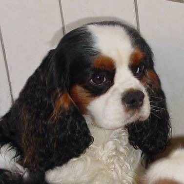 Description : Description : Description : Description : Description : Description : Description : kingsley18mois