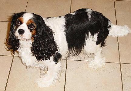 shania4,5ansstat2