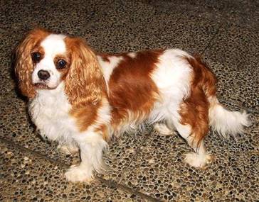 Description : Description : Description : Description : Description : perline8,5ans4